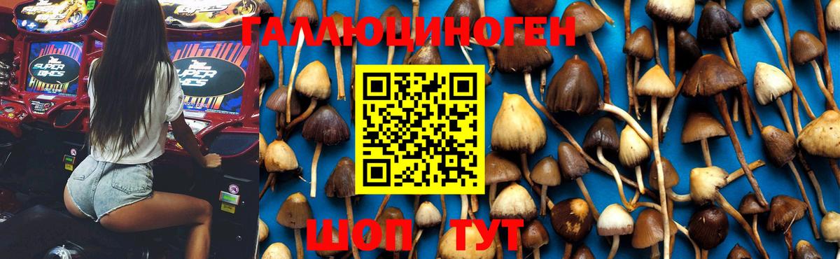 Псилоцибиновые грибы Cubensis  где можно купить наркотик  Волгодонск 